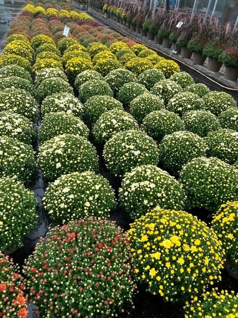 mum baskets